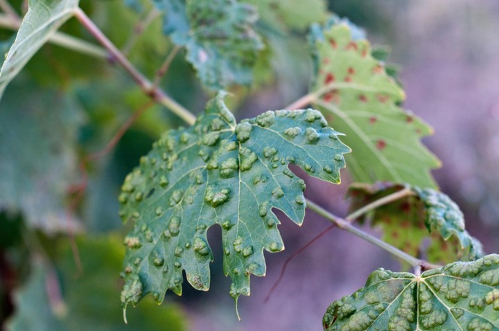 Nová záhrada - choroby viniča